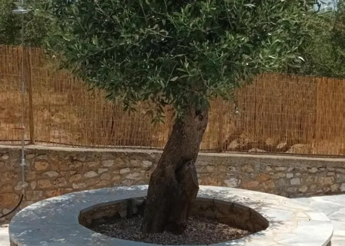 Vitilo Sweet Oitilon